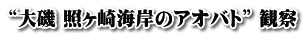 “大磯 照ヶ崎海岸のアオバト” 観察